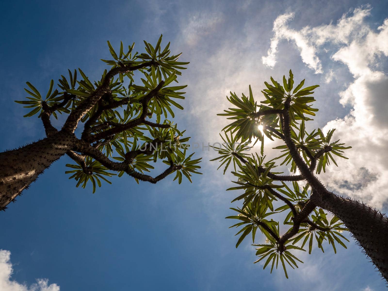 Low angle view of Madagascar palm the Spiky desert plant against blue sky