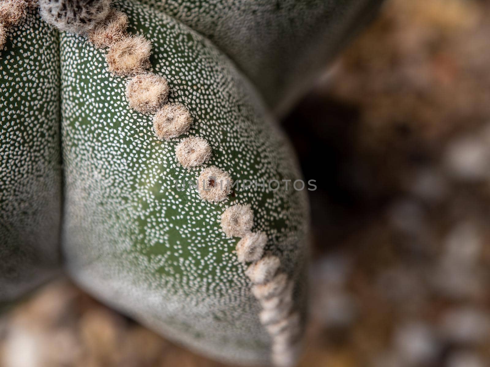 Cactus succulent plant close-up, fluffy tufts and white dot on the lobe of Astrophytum myriostigma Cactus