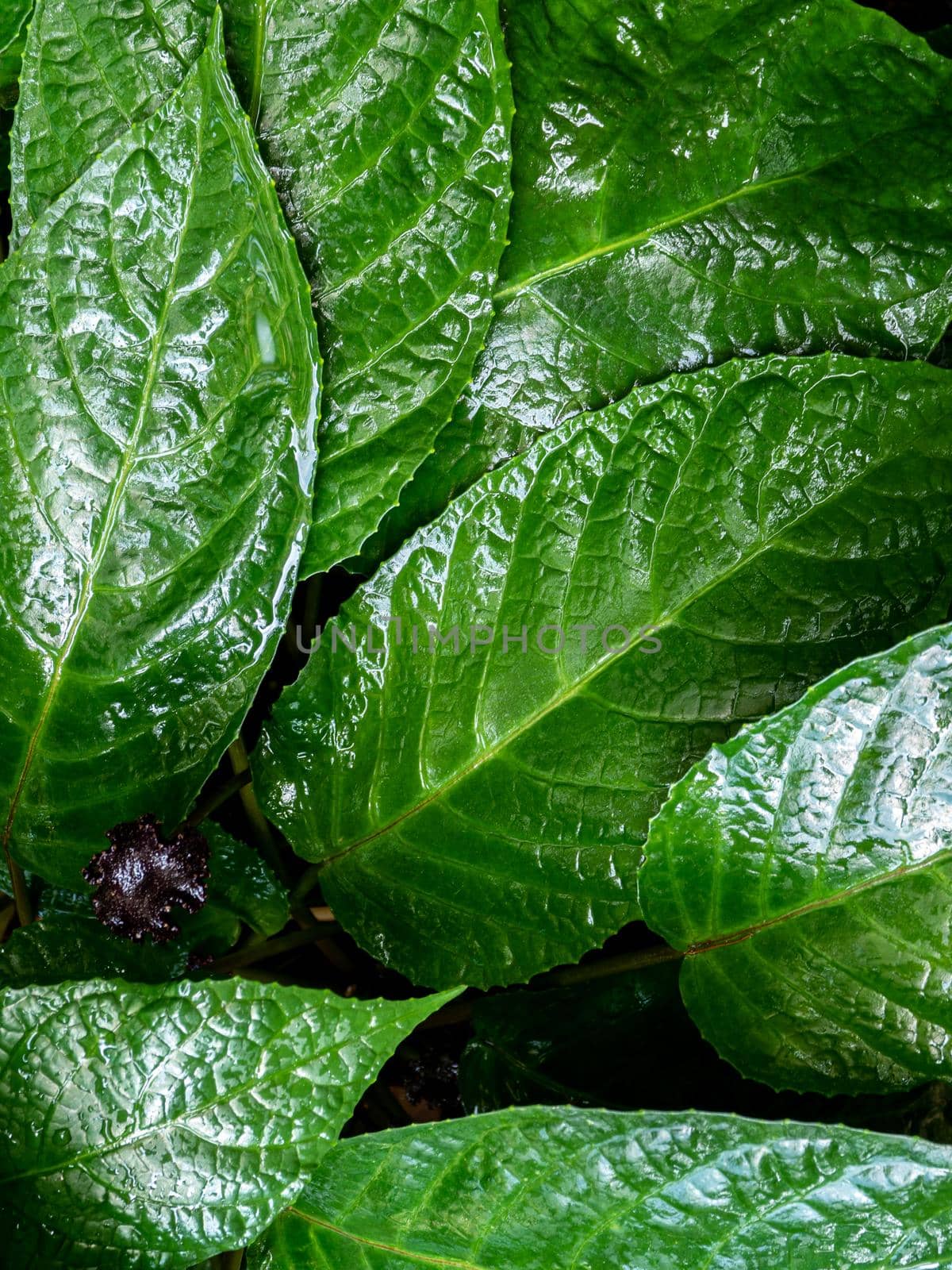 Congo fig Dorstenia Elata Glossy and dark green leaf surface of rainforest plants by Satakorn