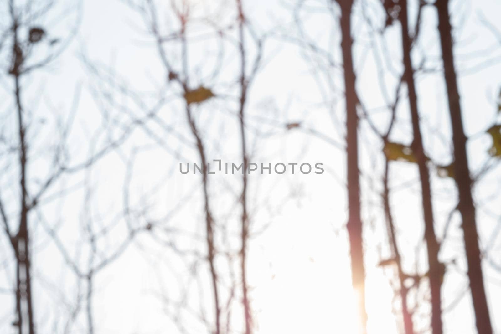 The background image was created by photographing the drought and overgrown teak plantation in the morning light, sunrise in summer