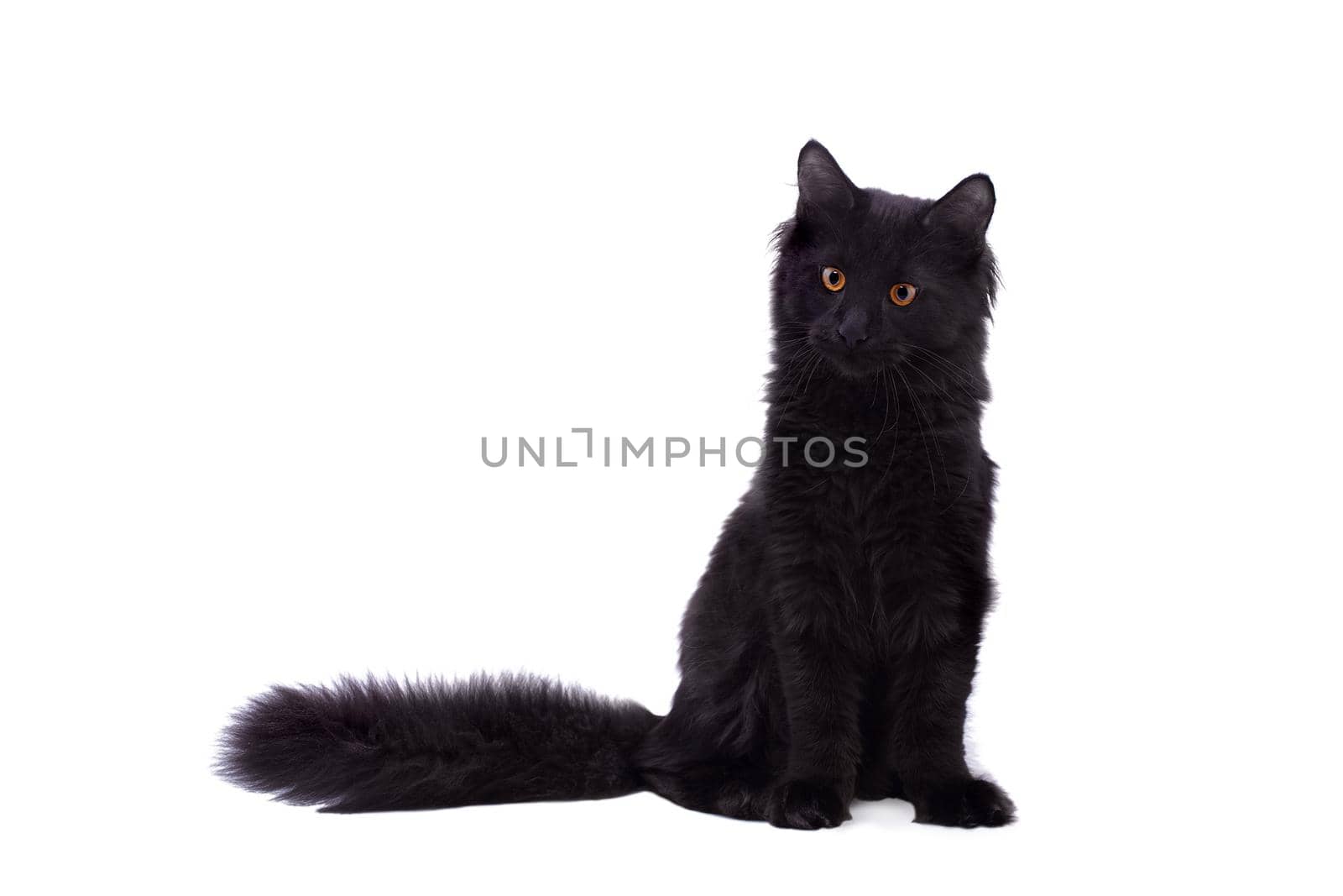 Black Maine Coon cat isolated on white background