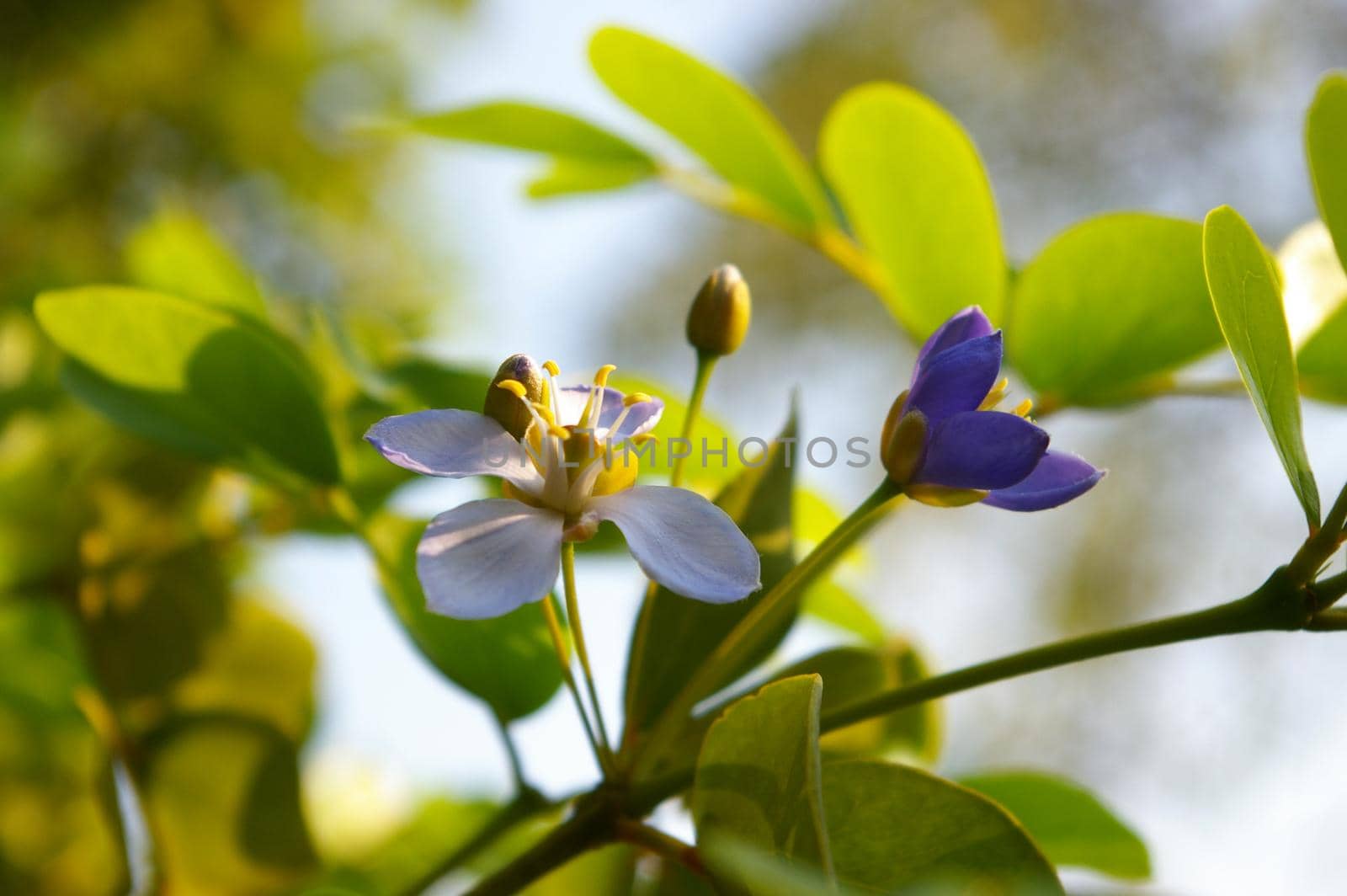 Small purple flowers and shiny green leaves of genus Guaiacum tree of Lignum vitae wood