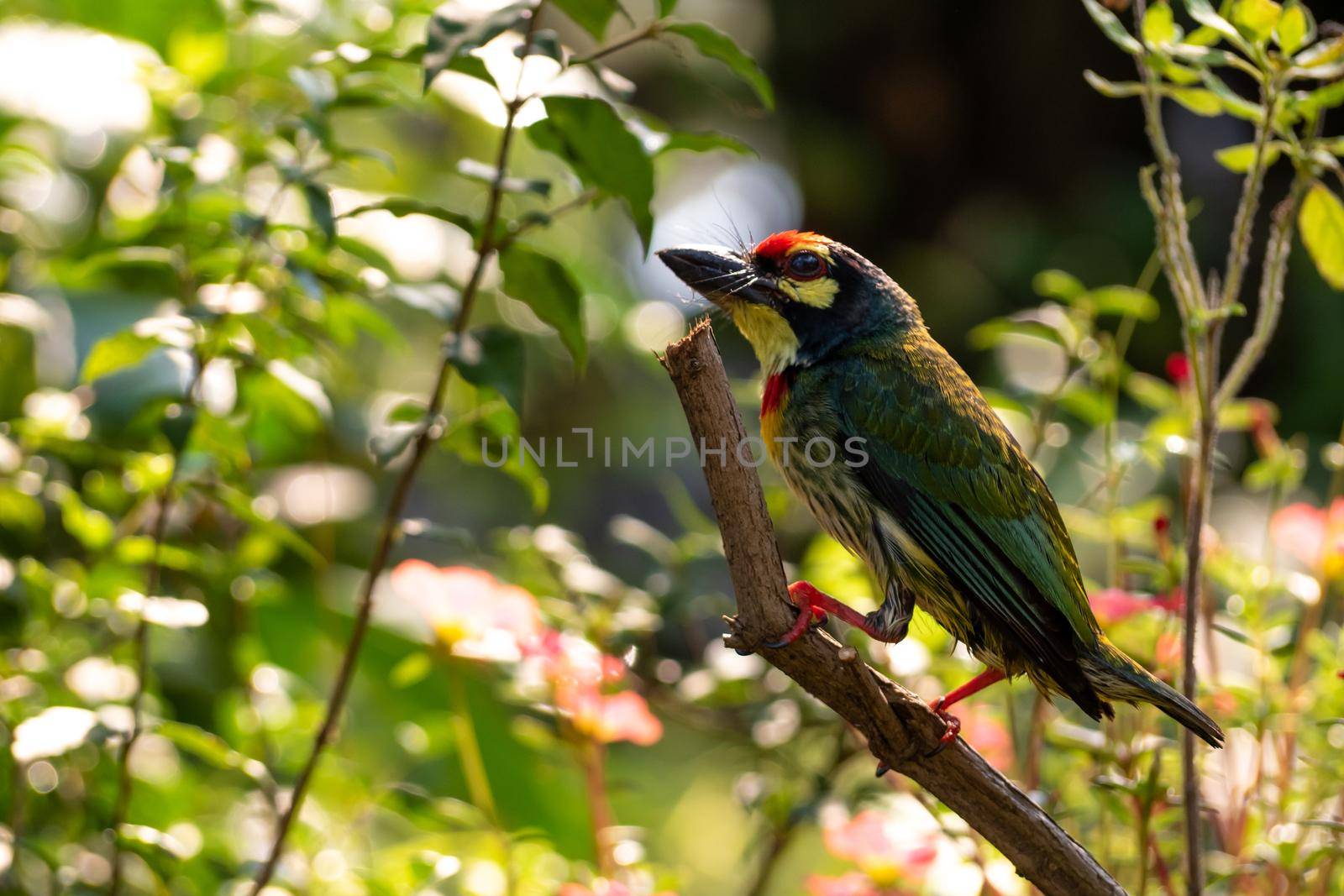 The Coppersmith barbet bird in the garden