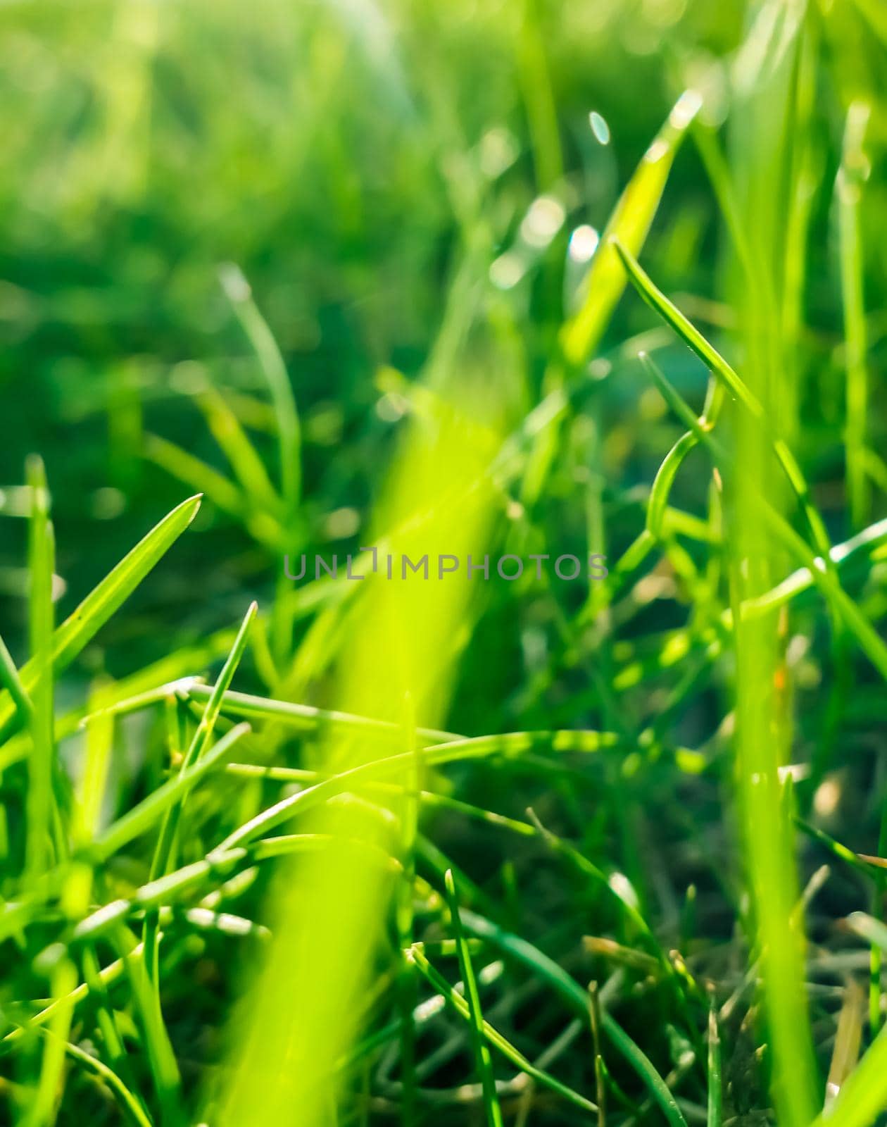 Earth landscape, growth and natural environment concept - Fresh grass and sunny blue sky on a green field at sunrise, nature of countryside