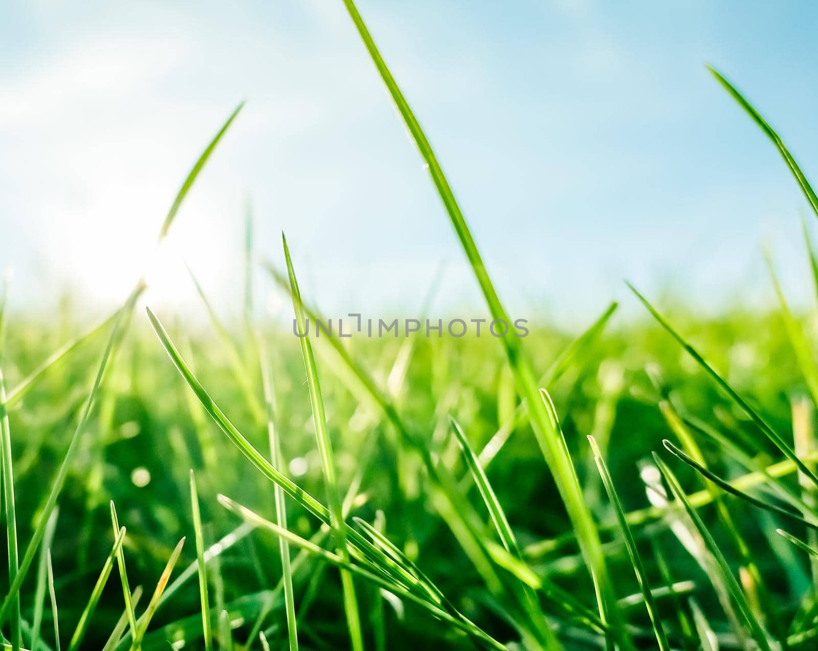 Earth landscape, growth and natural environment concept - Fresh grass and sunny blue sky on a green field at sunrise, nature of countryside