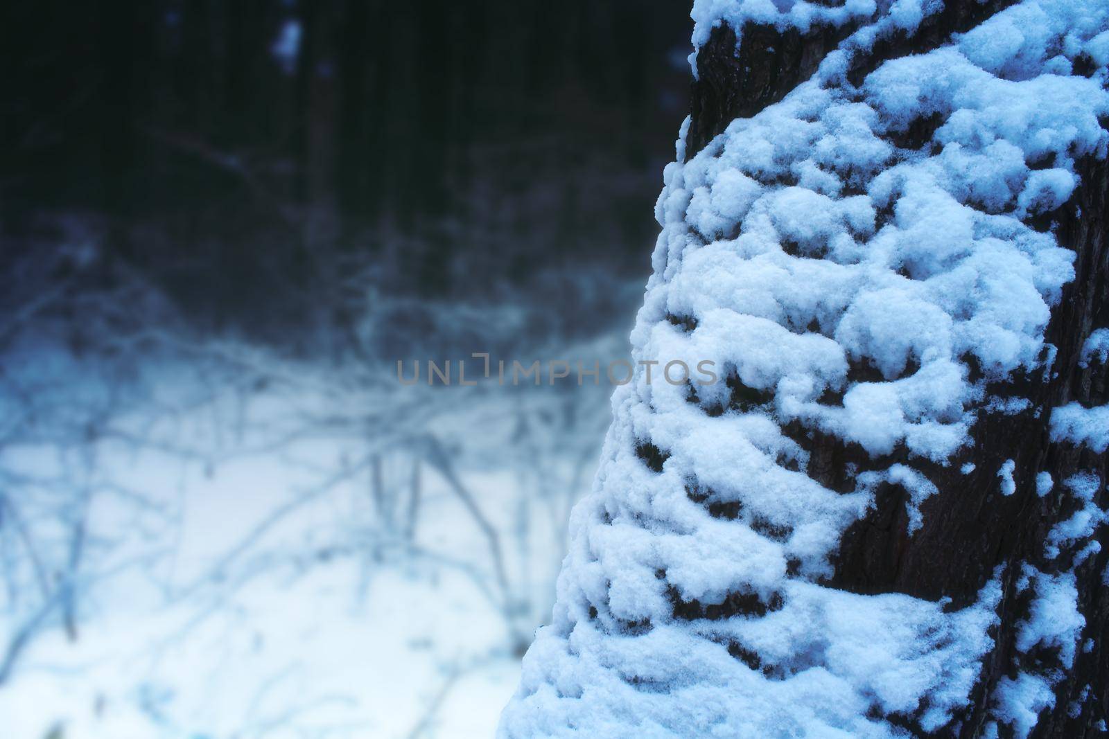 Creepy winter landscape with dusk forest and tree covered snow