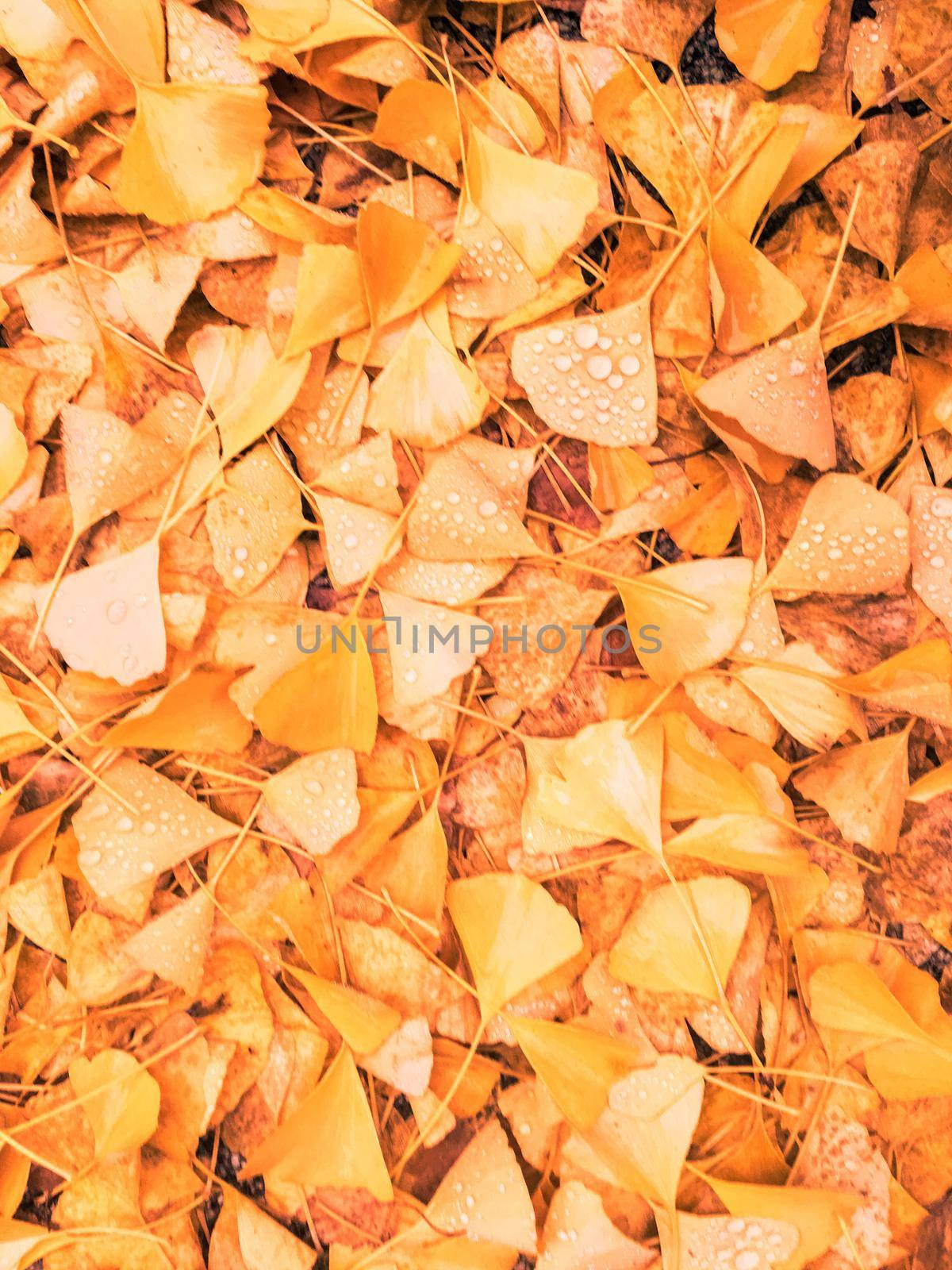 Fall season, weather and environment concept - Autumn leaves and trees, nature background