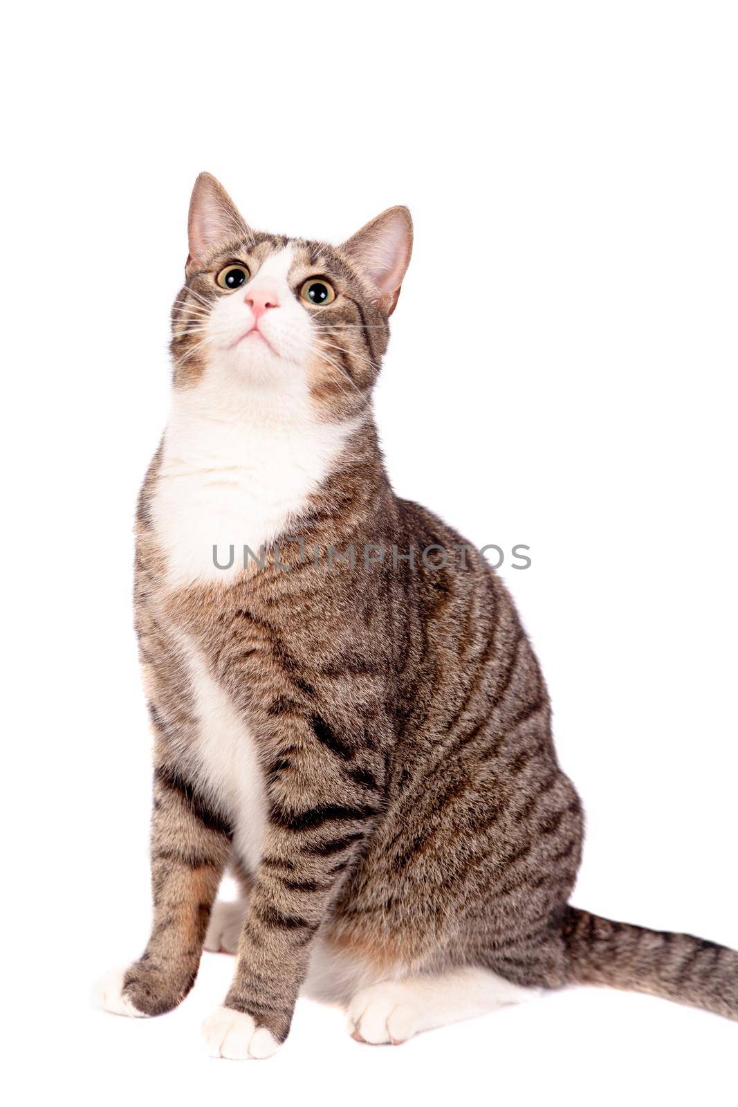 Playful tabby cat on white by RosaJay
