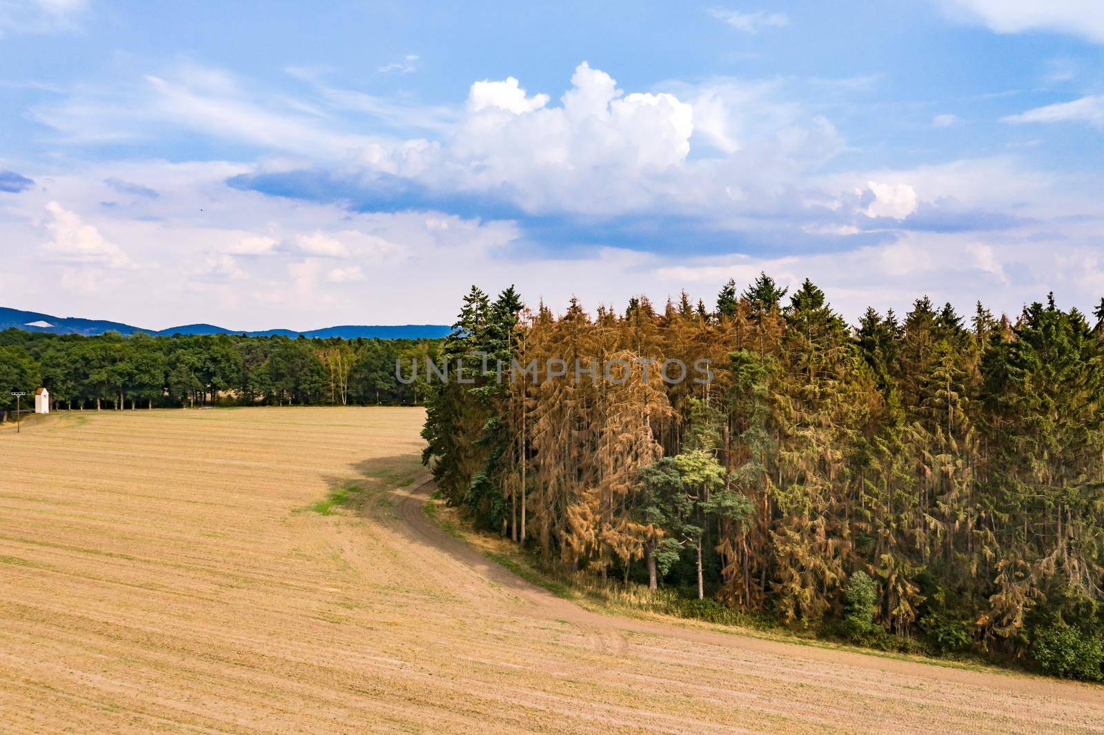 Bird's eye view of forest dieback in a European coniferous forest