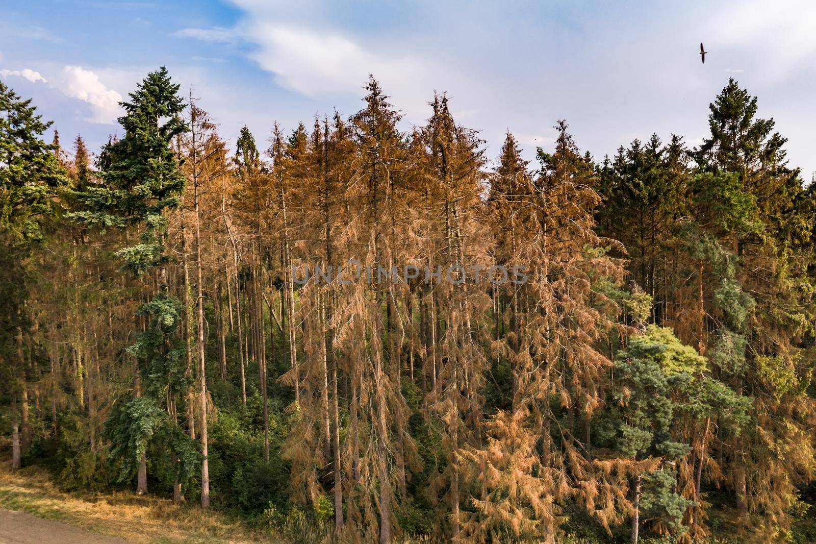 Luftaufnahme vom Fichtensterben durch den Klimawandel in einem Wald in Europa