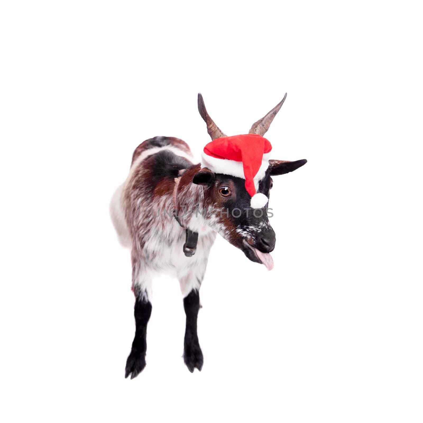 Portrait Of dwarf Goat in christmas hat On White by RosaJay