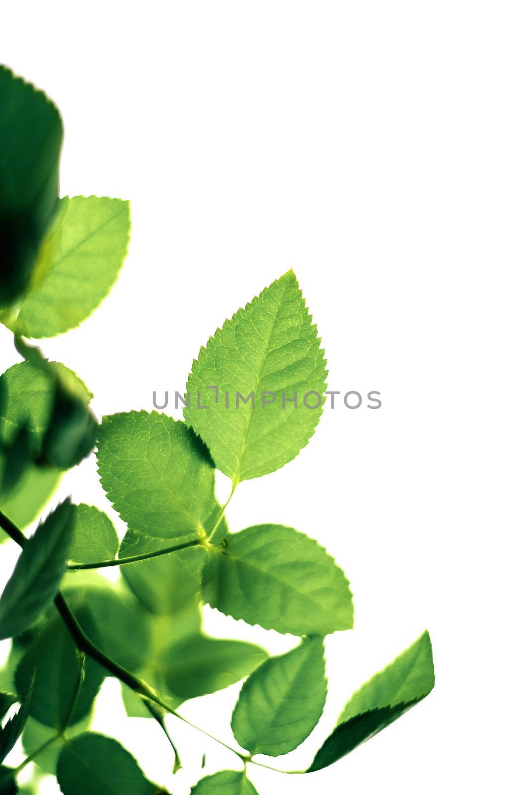 Nature background, sustainable solar energy, environmental concept - Fresh green leaves in spring