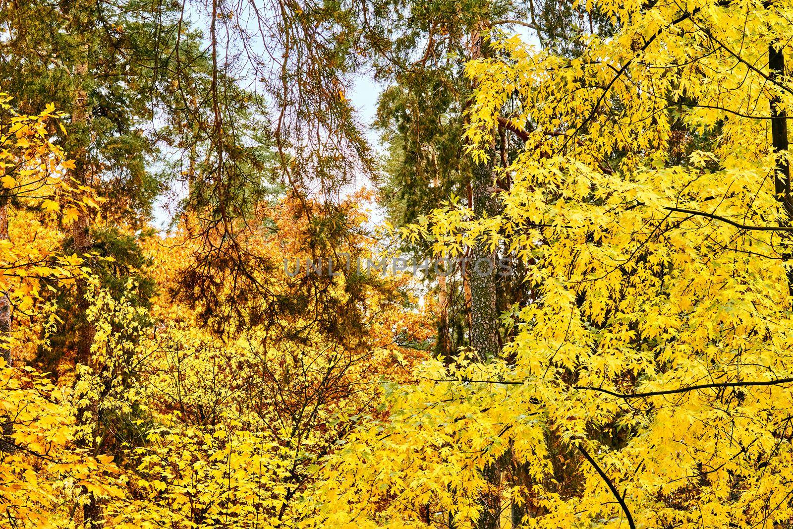 Autumn is the most colorful time of the year from all seasons, when nature changes its usual appearance to golden colors sun. Autumn golden picture.branches with bright yellow orange leaves.