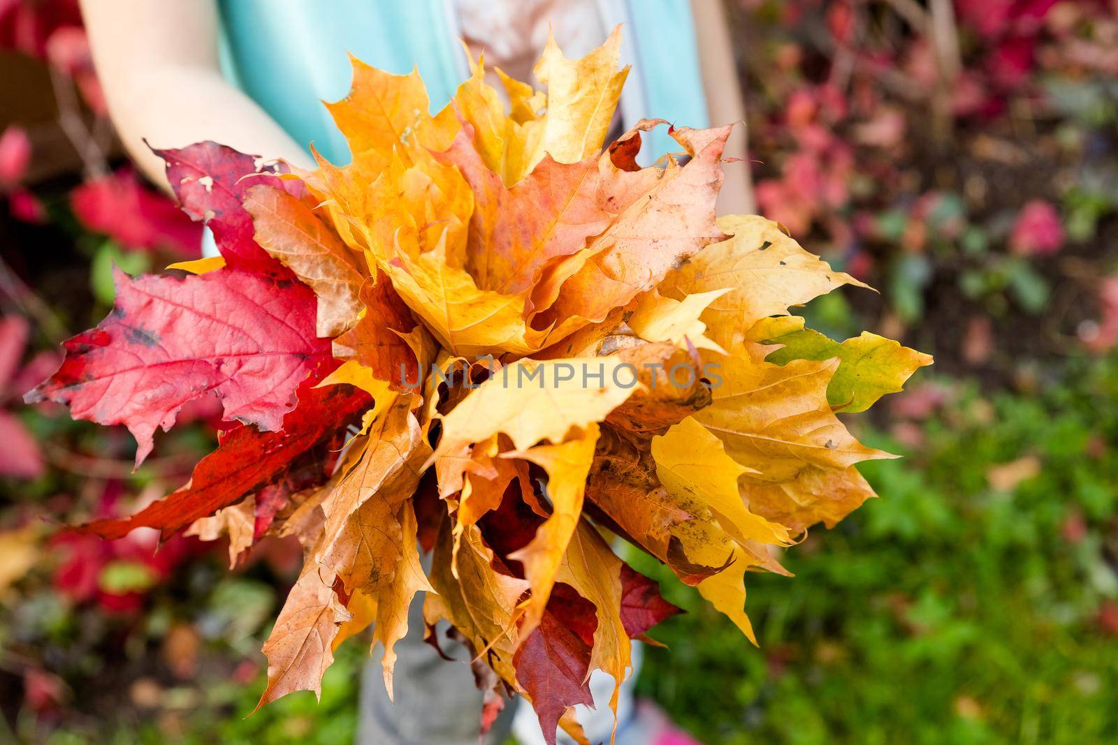Children hold leaves bouquet of maple leaves in their hands