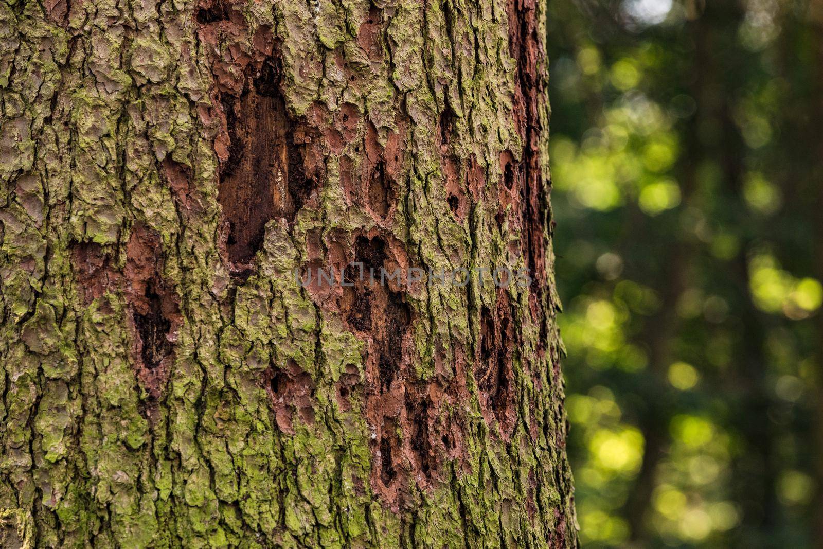 Bark beetles are causing forest death in the forests of Europe