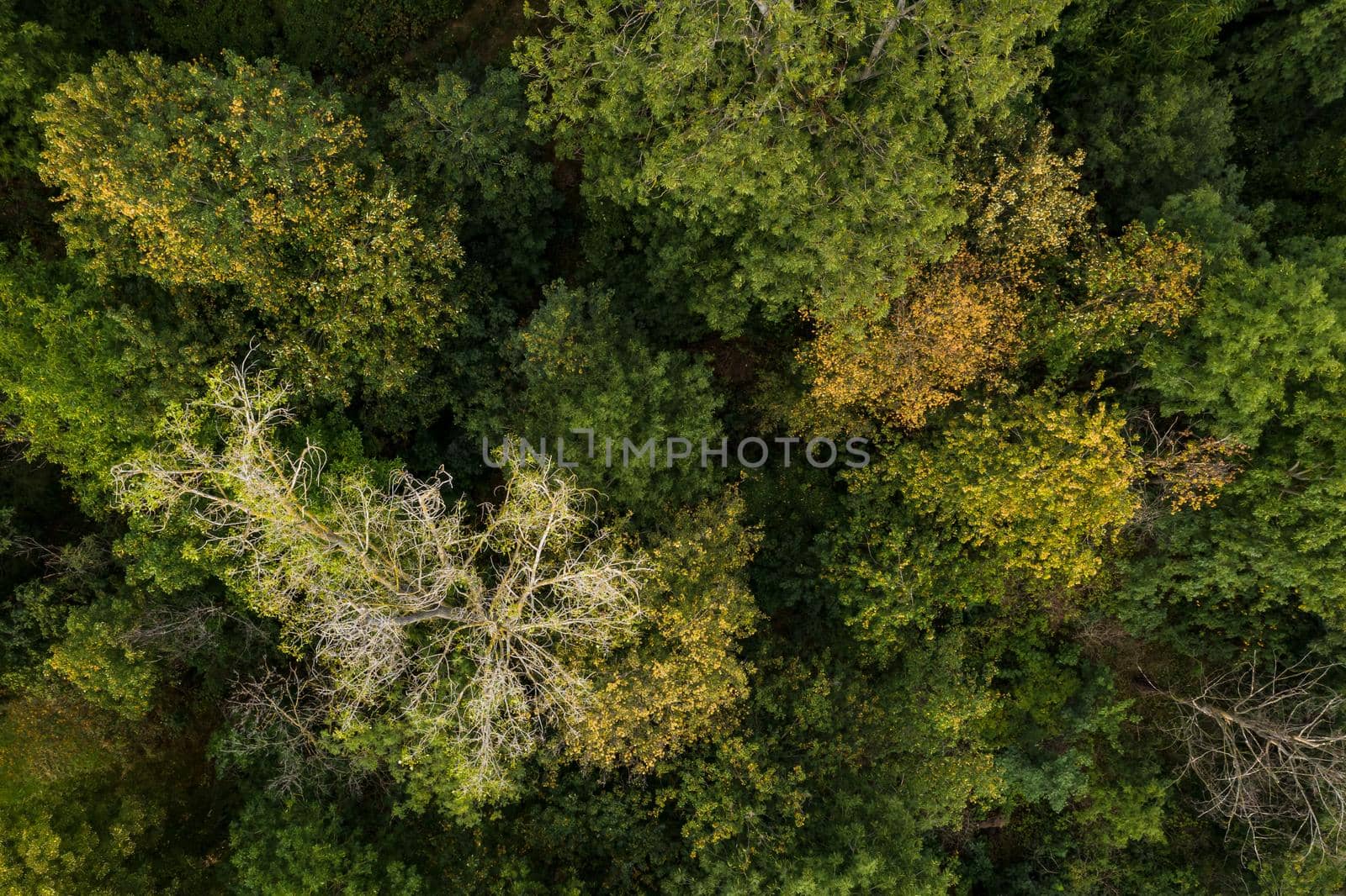 The mixed forest in Germany is severely stressed by the persistent drought