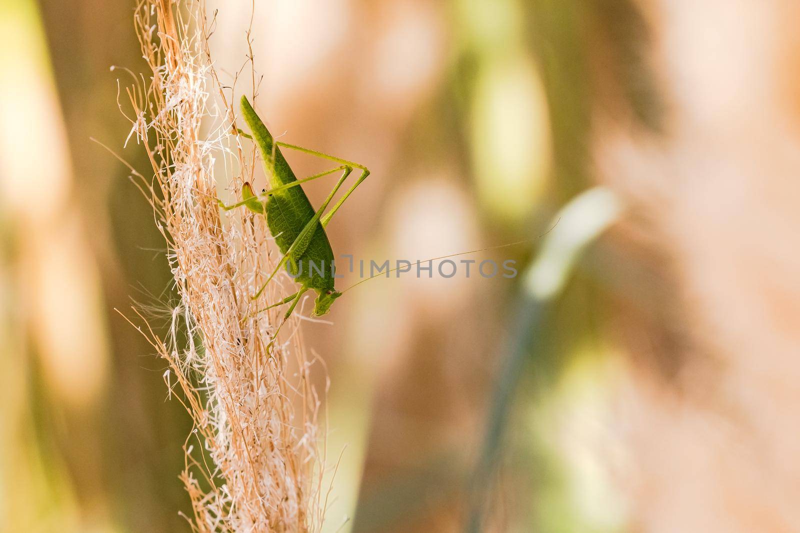 A green grasshopper carefully climbs down a dry pampas grass