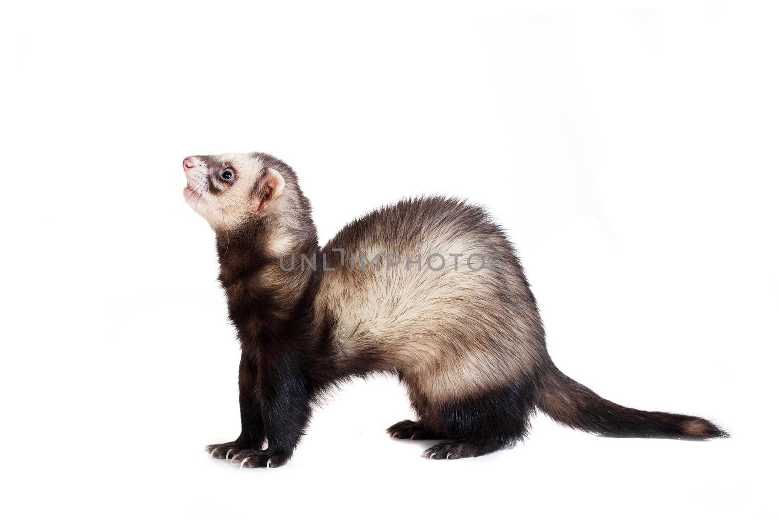 Ferret, 10 years old, isolated over white background