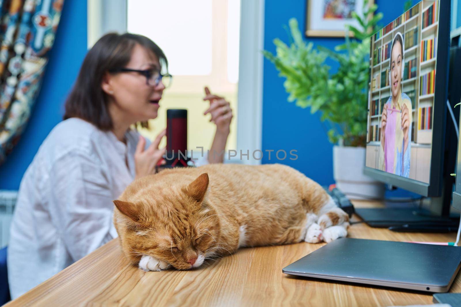 Cat sleeping on desk in home working office, woman making video call chat conference using computer. Remote work at home, pets animals, lifestyle concept