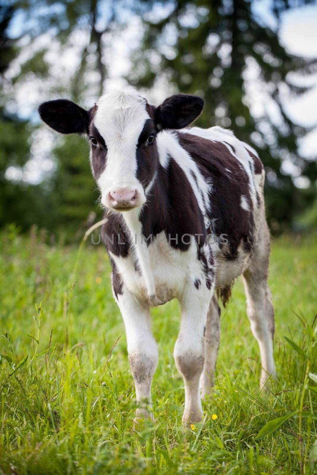 Beauty small Newborn calf on green grass