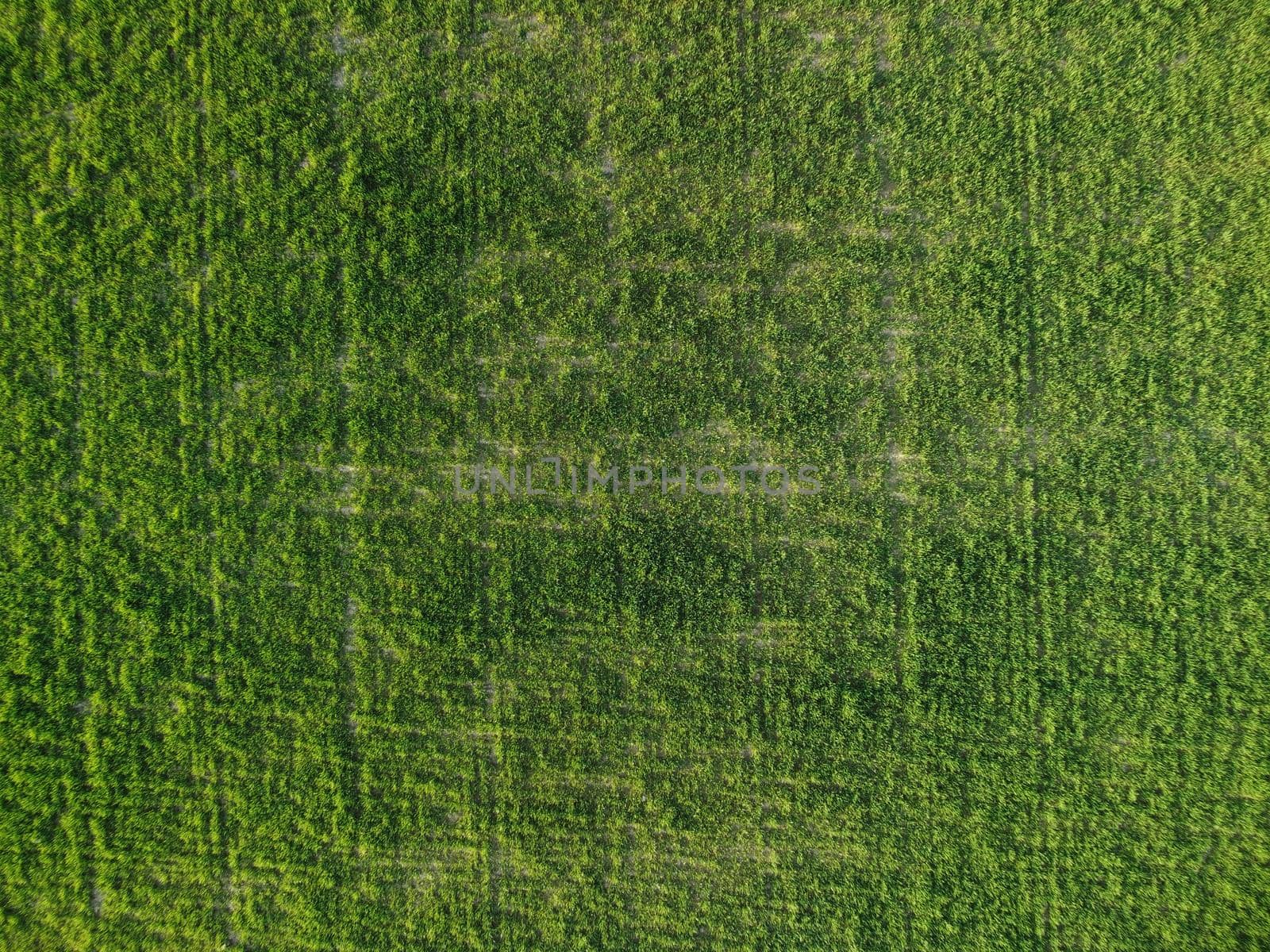 Green wheat field in countryside, close up. Field of wheat blowing in the wind at sunny spring day. Young and green Spikelets. Ears of barley crop in nature. Agronomy, industry and food production