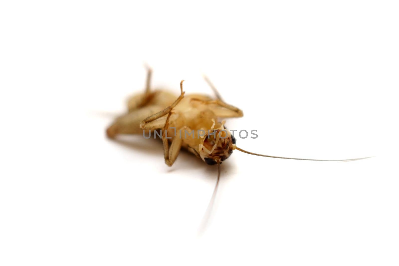 Dead common house cricket, Acheta domesticus, isolated on white