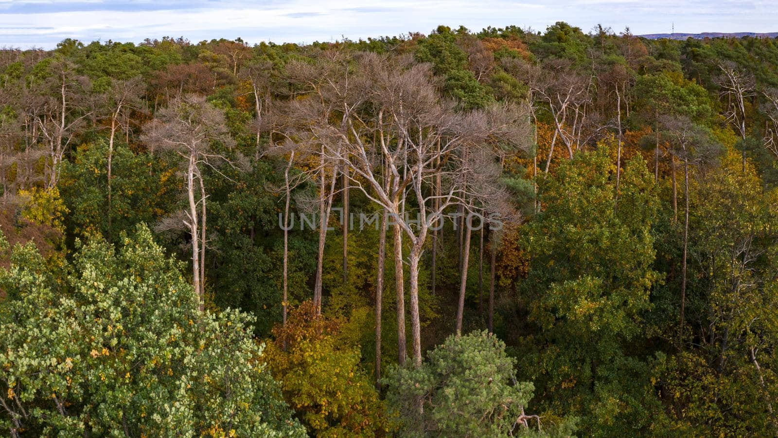 Bird's eye view of an autumnal and partly dead spruce forest in the heart of Europe