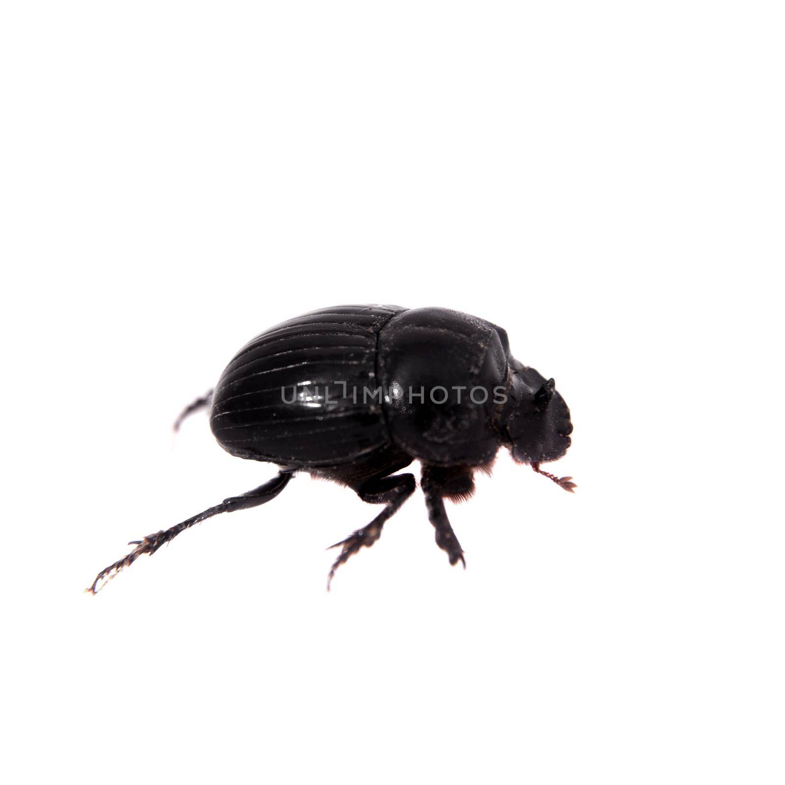 Female of Horned dung beetle on white by RosaJay