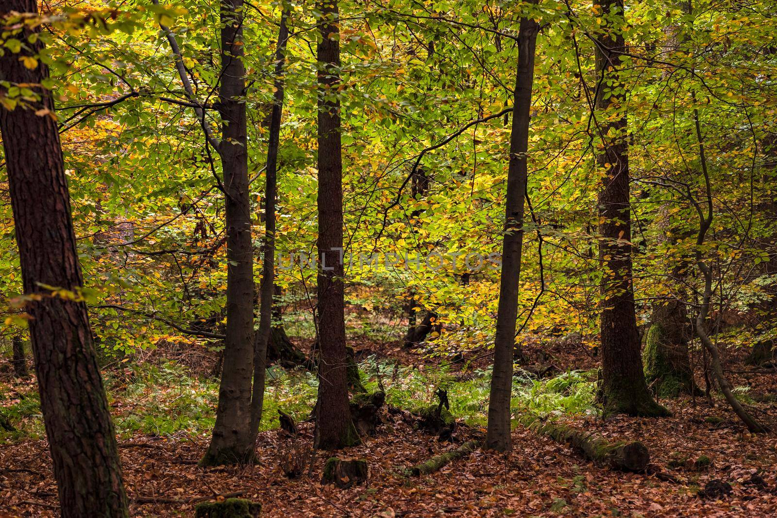 Autumn leaves in a German mixed forest in the backlight