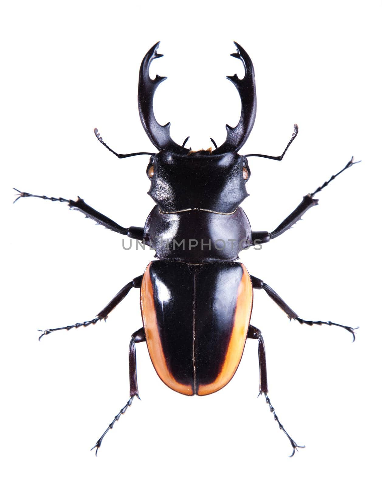 Stag beetle in museum isolated on the white background