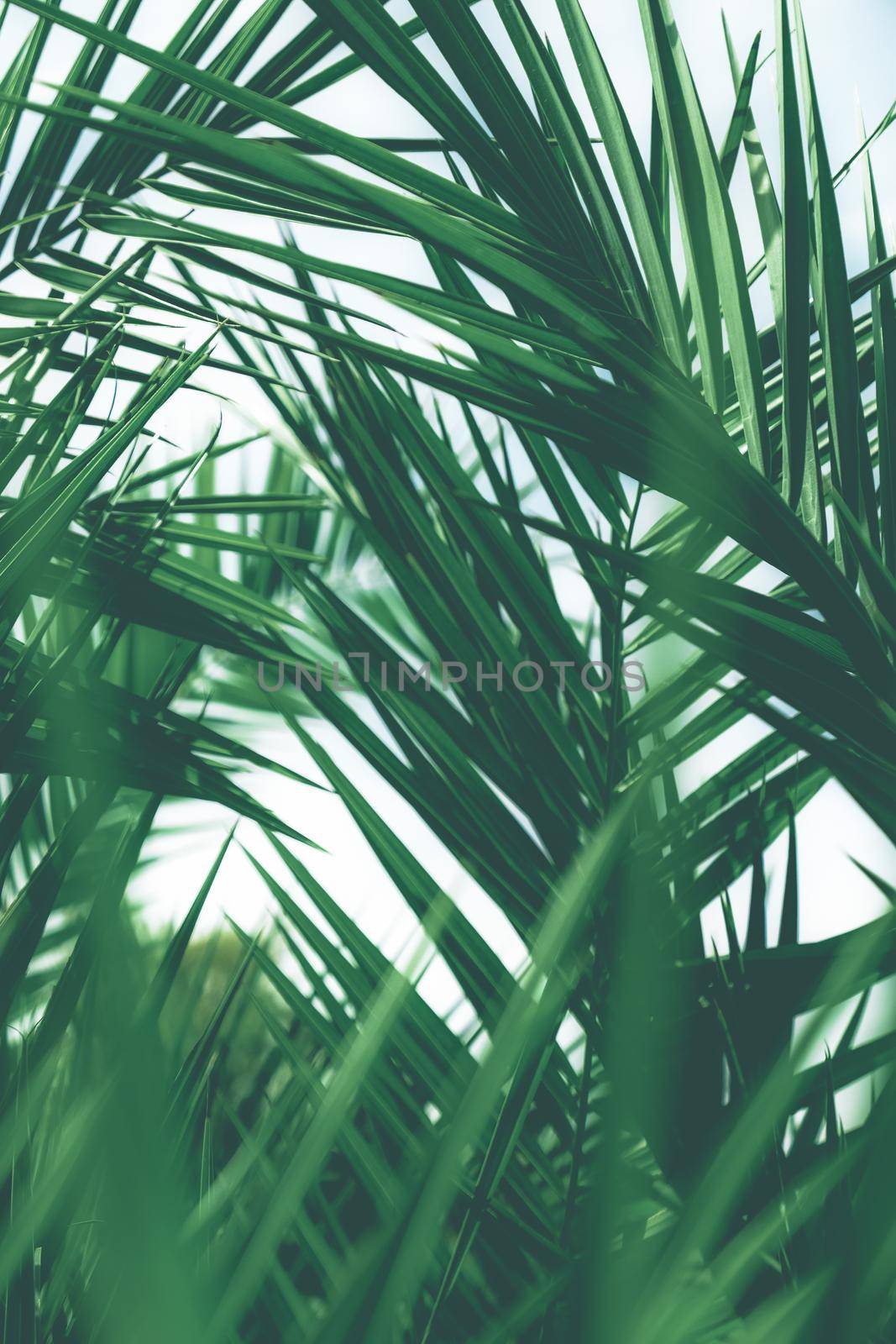 Tropical palm leaves, floral background by Anneleven