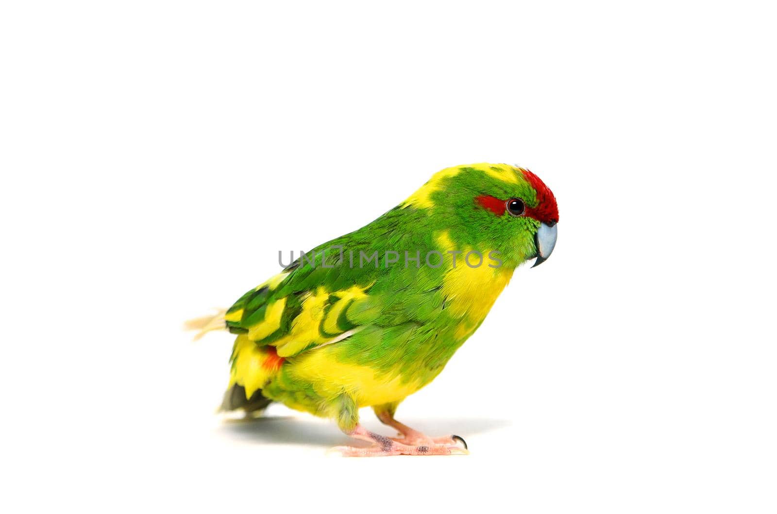 Red-fronted Kakariki parakeet on white by RosaJay