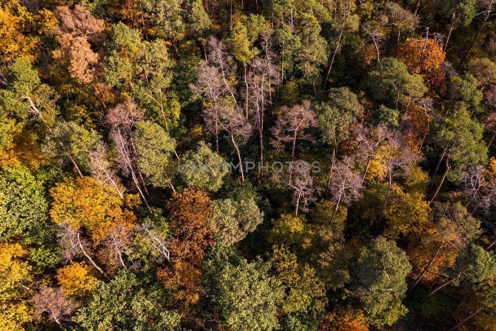 Aerial view of a forest that is affected by drought and forest dieback in the German coniferous forest