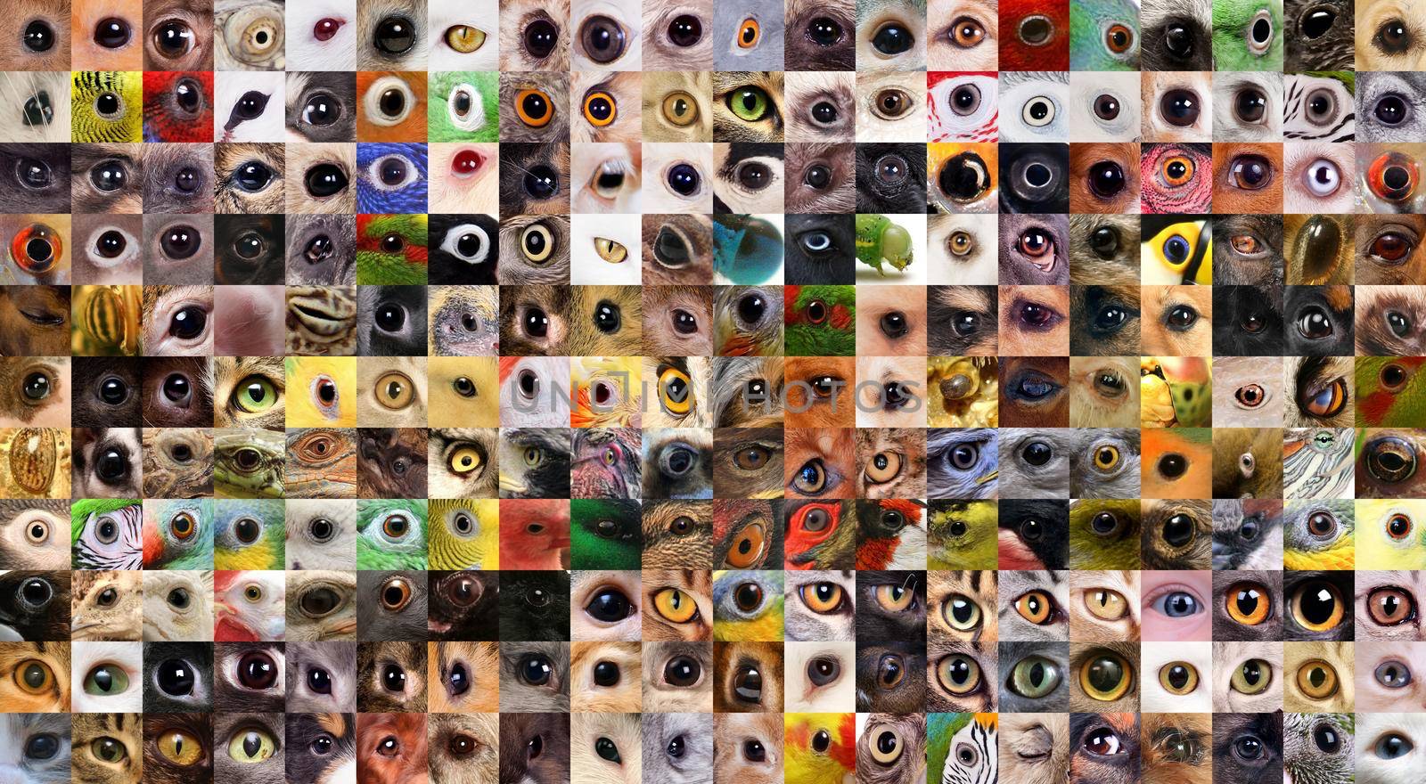 A variety of square cropped eyeball close ups with animals eyes.