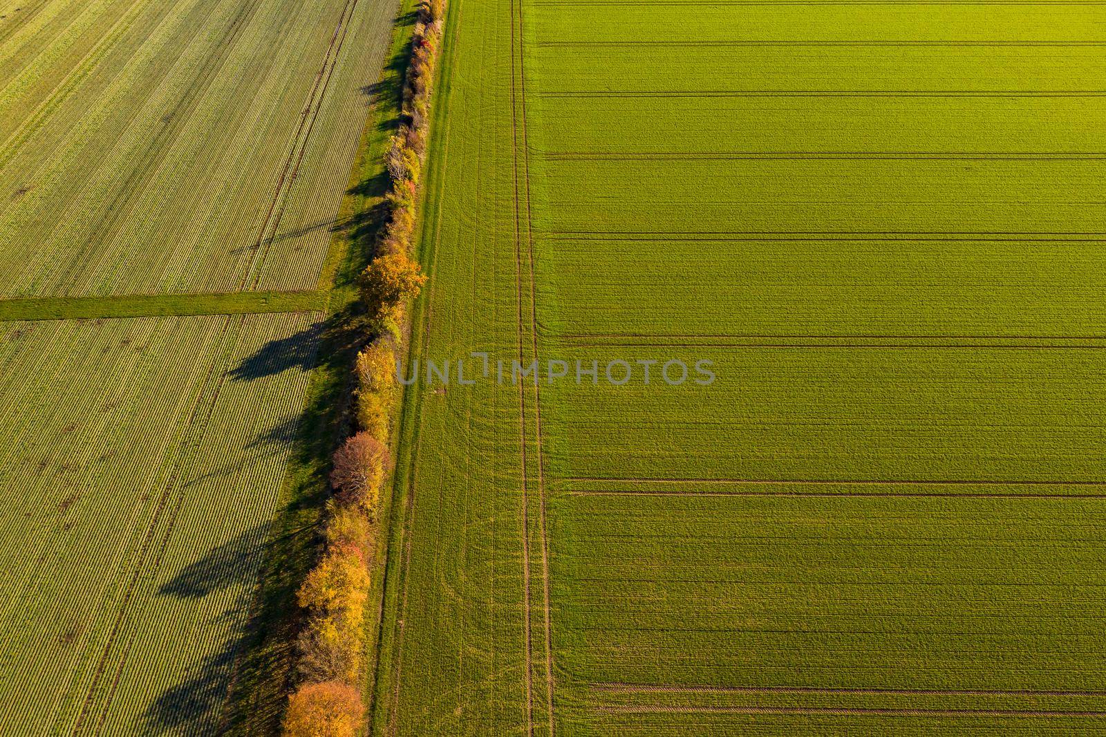 Different colors of fields and fields as well as different trees and flower strips