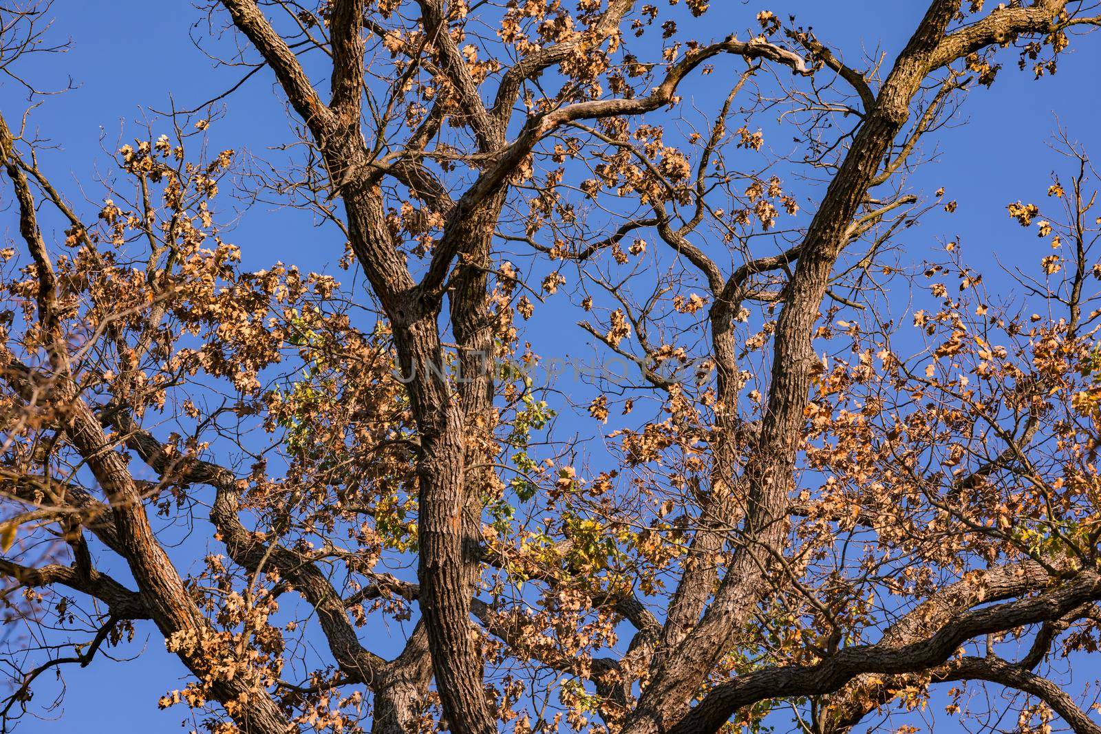 In a mixed forest in autumn there is an autumn mood with brown-colored deciduous trees like an oak