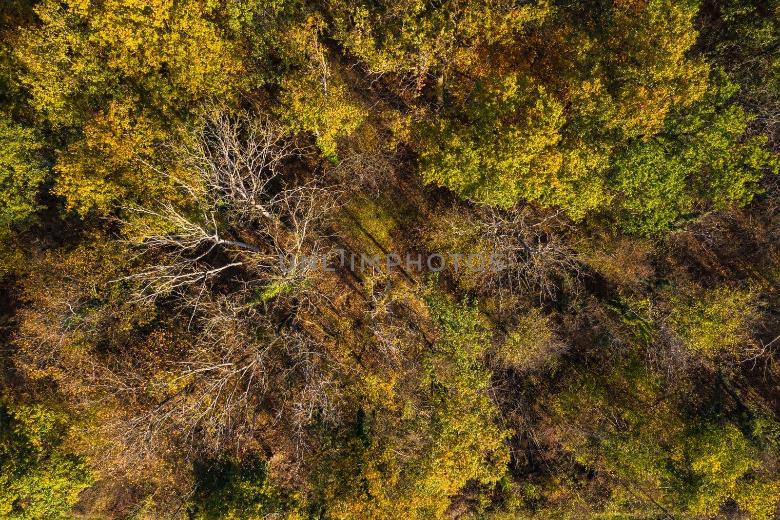 Aerial view of green, yellow and orange deciduous trees in a mixed forest in Germany