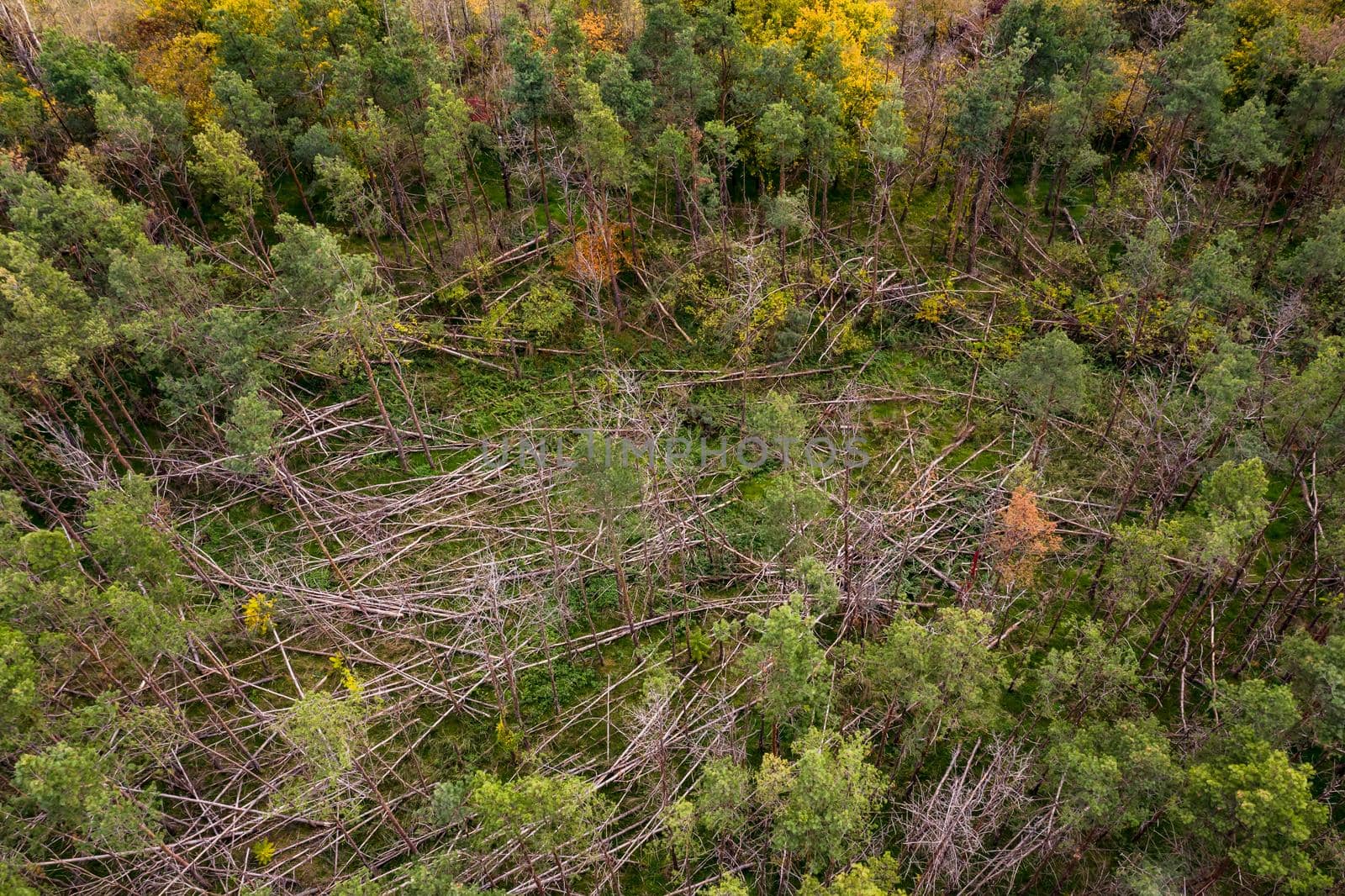 Dead spruce trees with brown branches caused by storms tree breaks in a forest in Germany