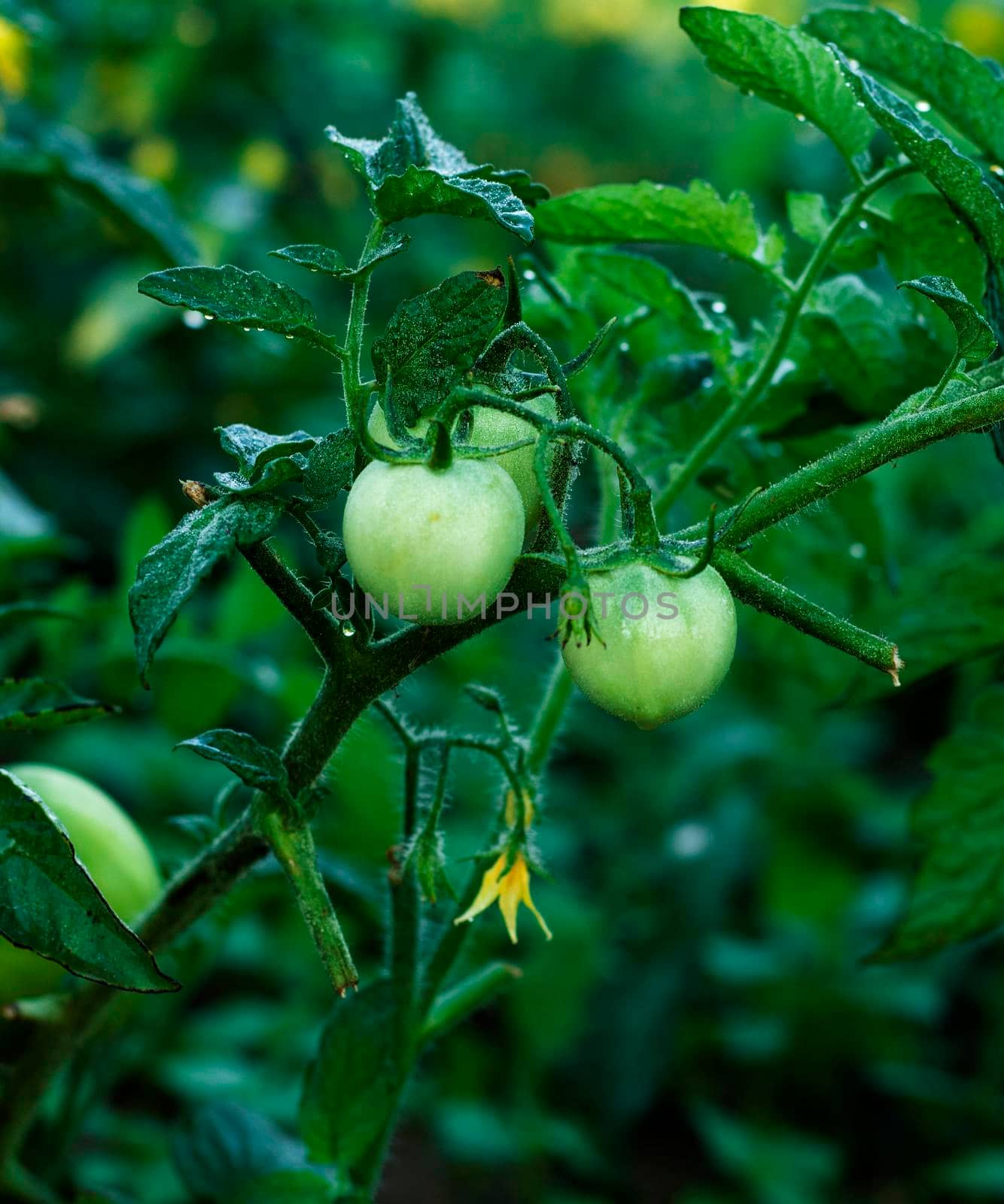 Cherry tomatoes ripening in an orchard during summer. organic farms. Green natural tomatoes growing on branch in a greenhouse. tomato plant with still green, unripe tomatoes, garden season begins.