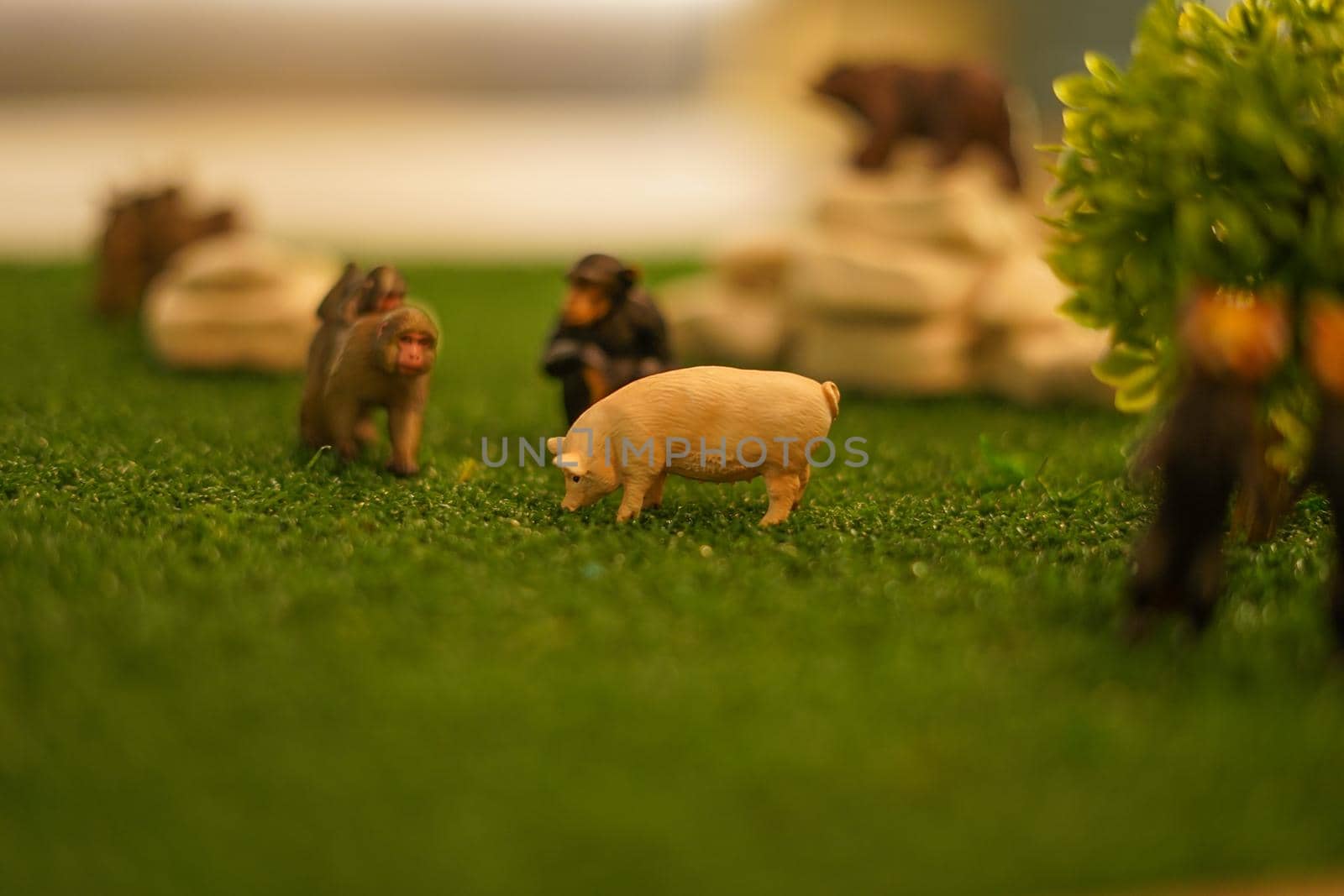 Pigs and monkeys figures and savannah. Shooting Location: Hokkaido Furano