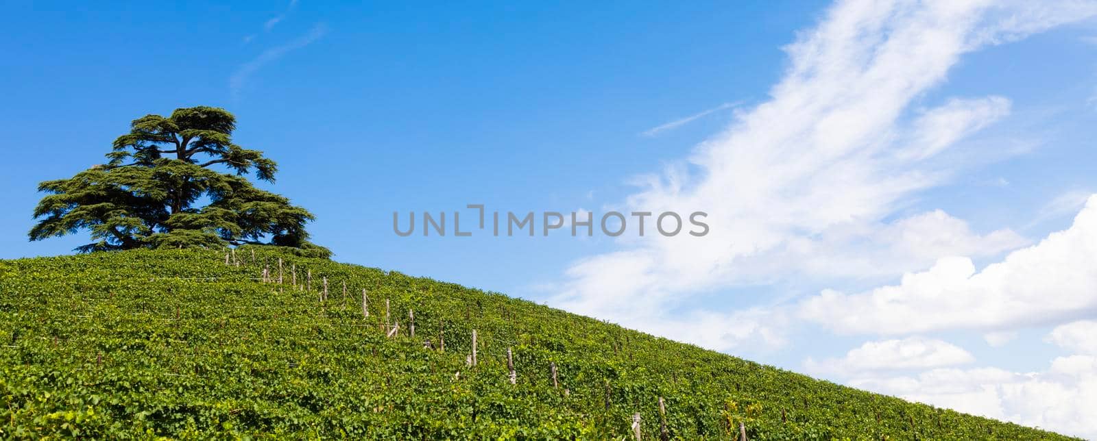 Panoramic countryside in Piedmont region, Italy. Scenic vineyard hill close to Barolo.