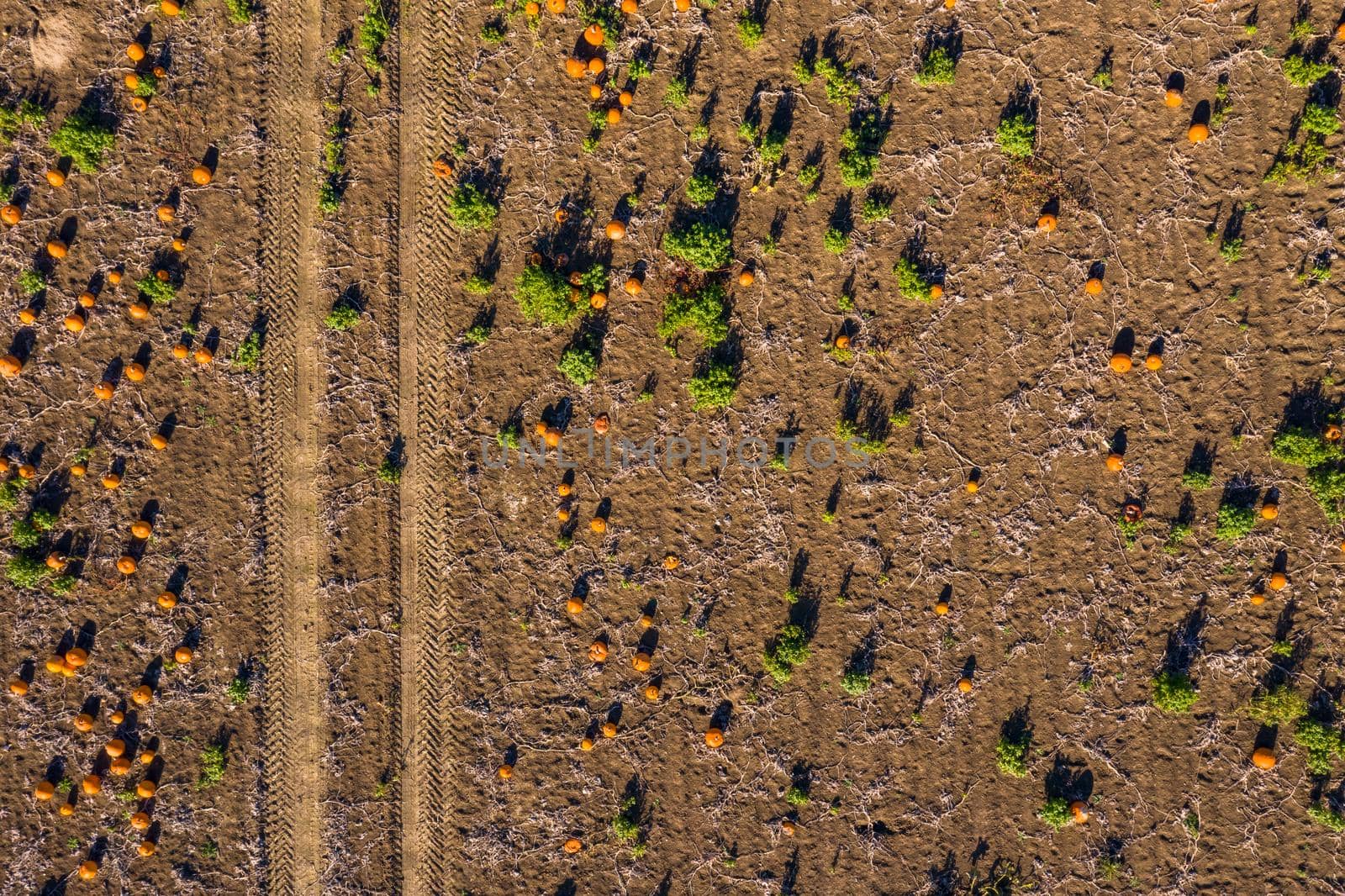 Ripe pumpkins in a field awaiting harvest and decorations for Halloween