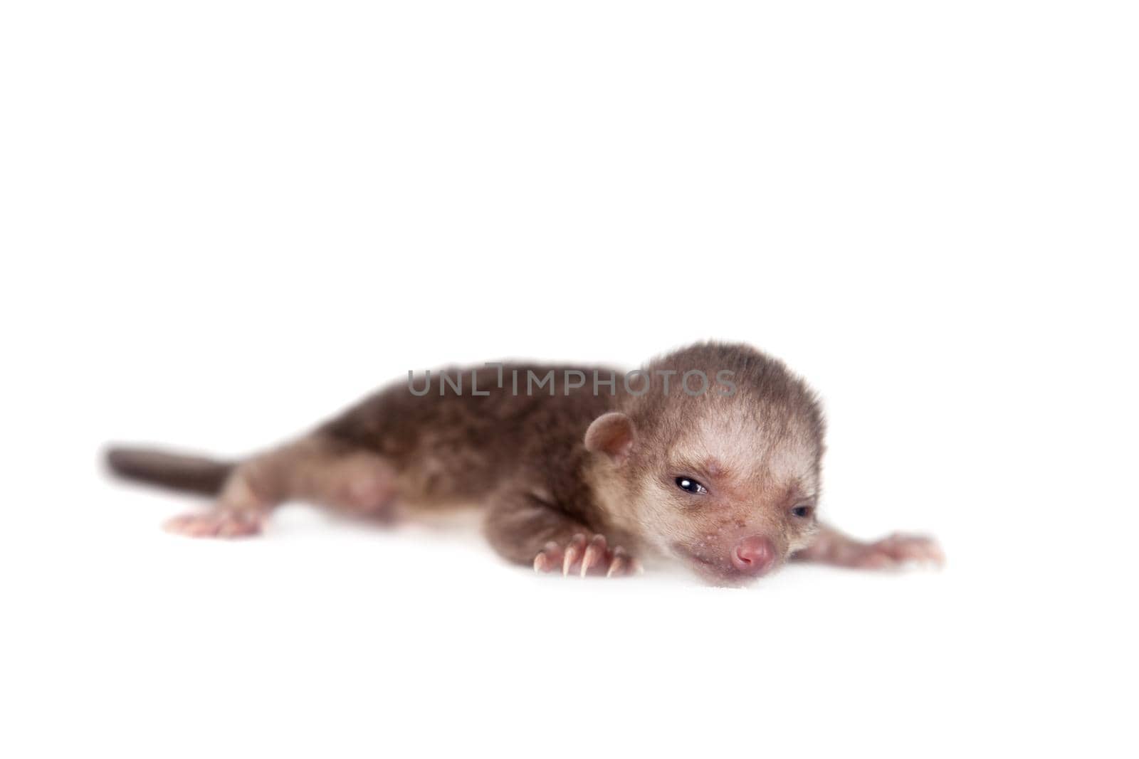 Kinkajou, Potos flavus, 1 mounth old baby on white by RosaJay