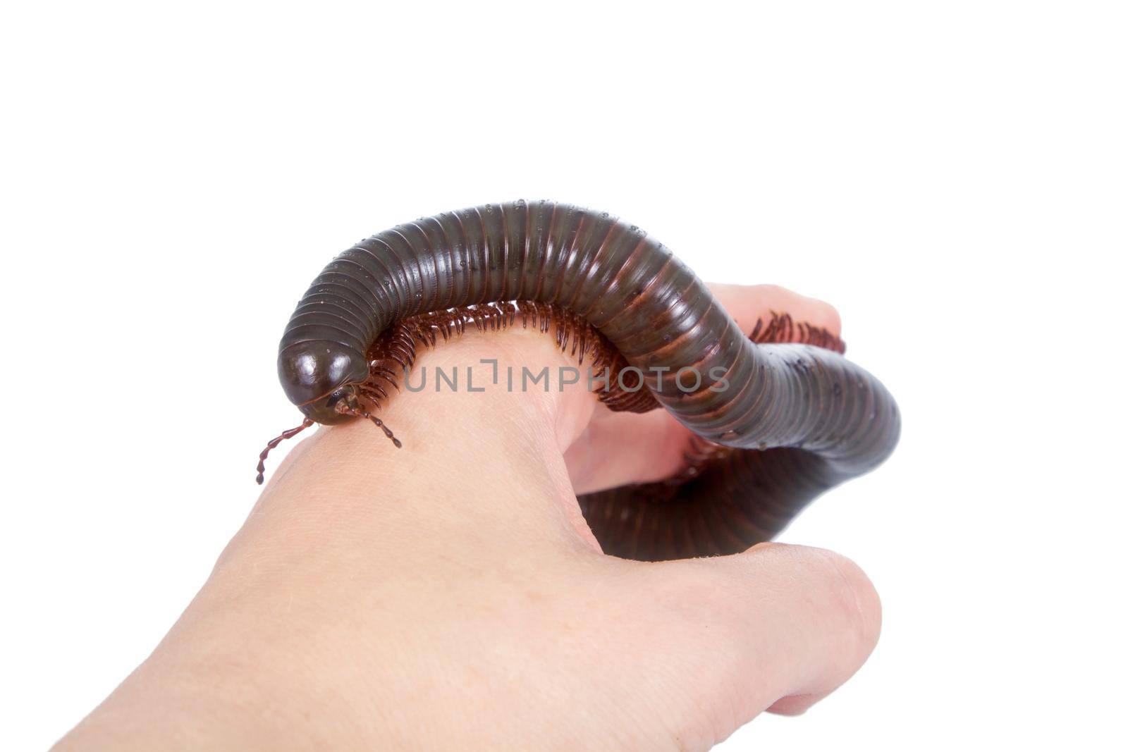 Millipede, Myriapoda on white by RosaJay