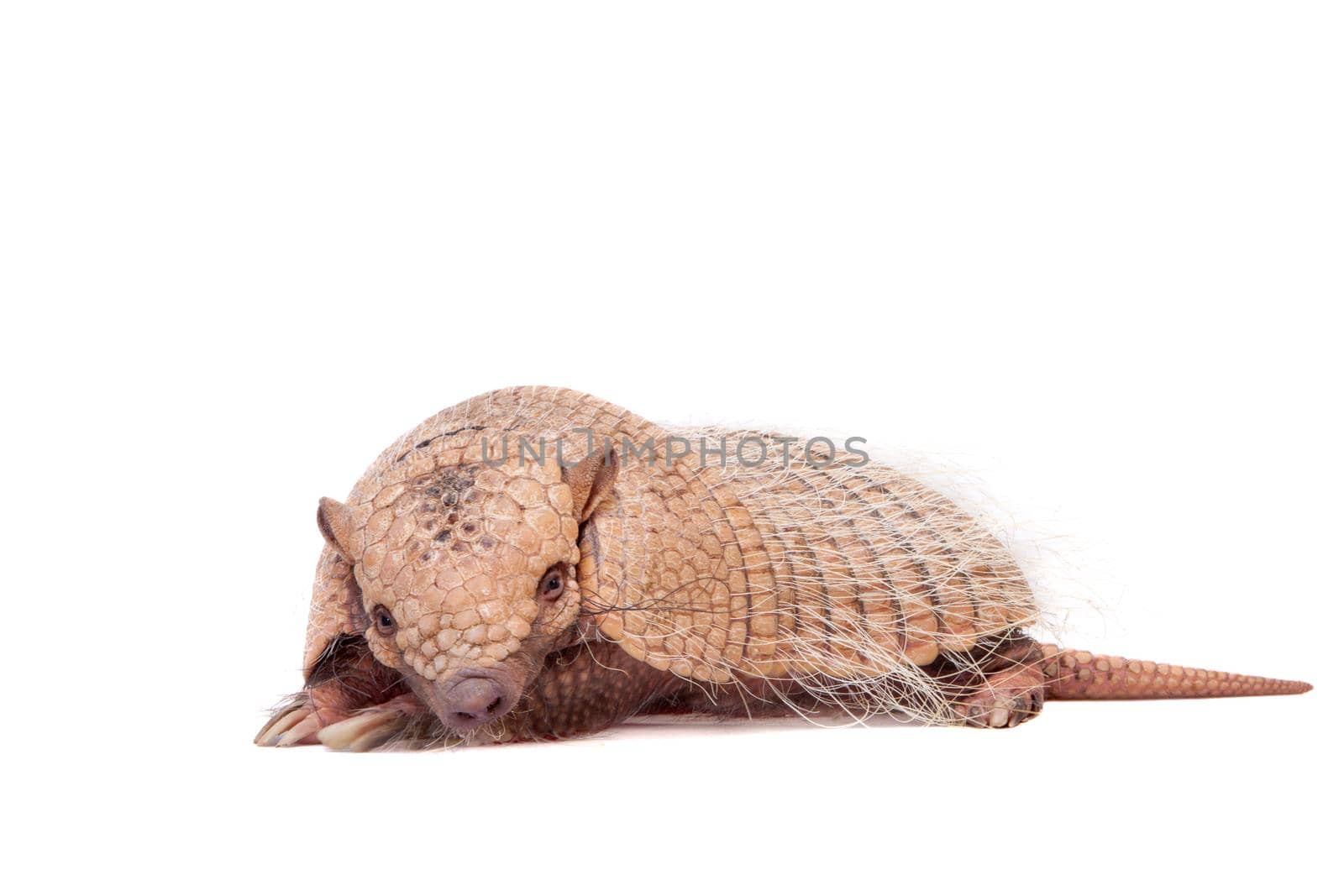 Six-banded armadillo, Euphractus sexcinctus, isolated on white background