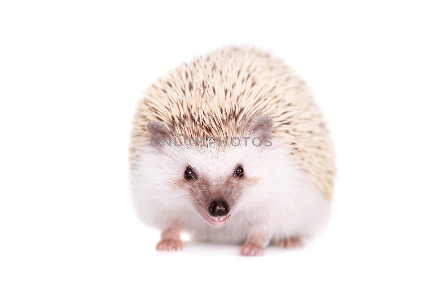 Domesticated hedgehog or African pygmy by RosaJay