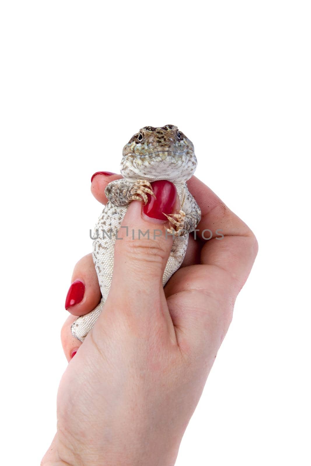 Bibron's iguana, Diplolaemus bibronii, isolated on white background