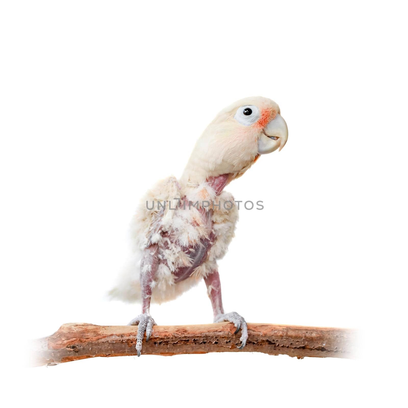 Tanimbar corella or Goffin's cockatoo on white by RosaJay