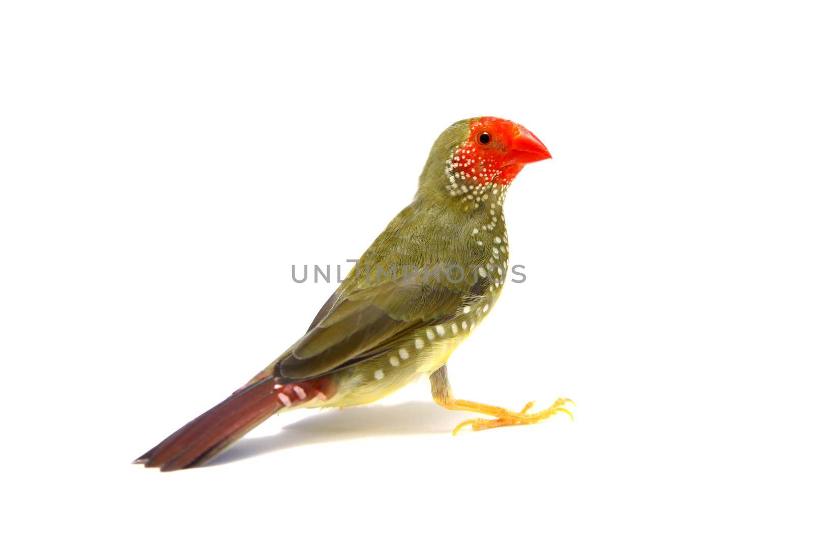 Star Finch - Neochmia ruficauda in front of a white background