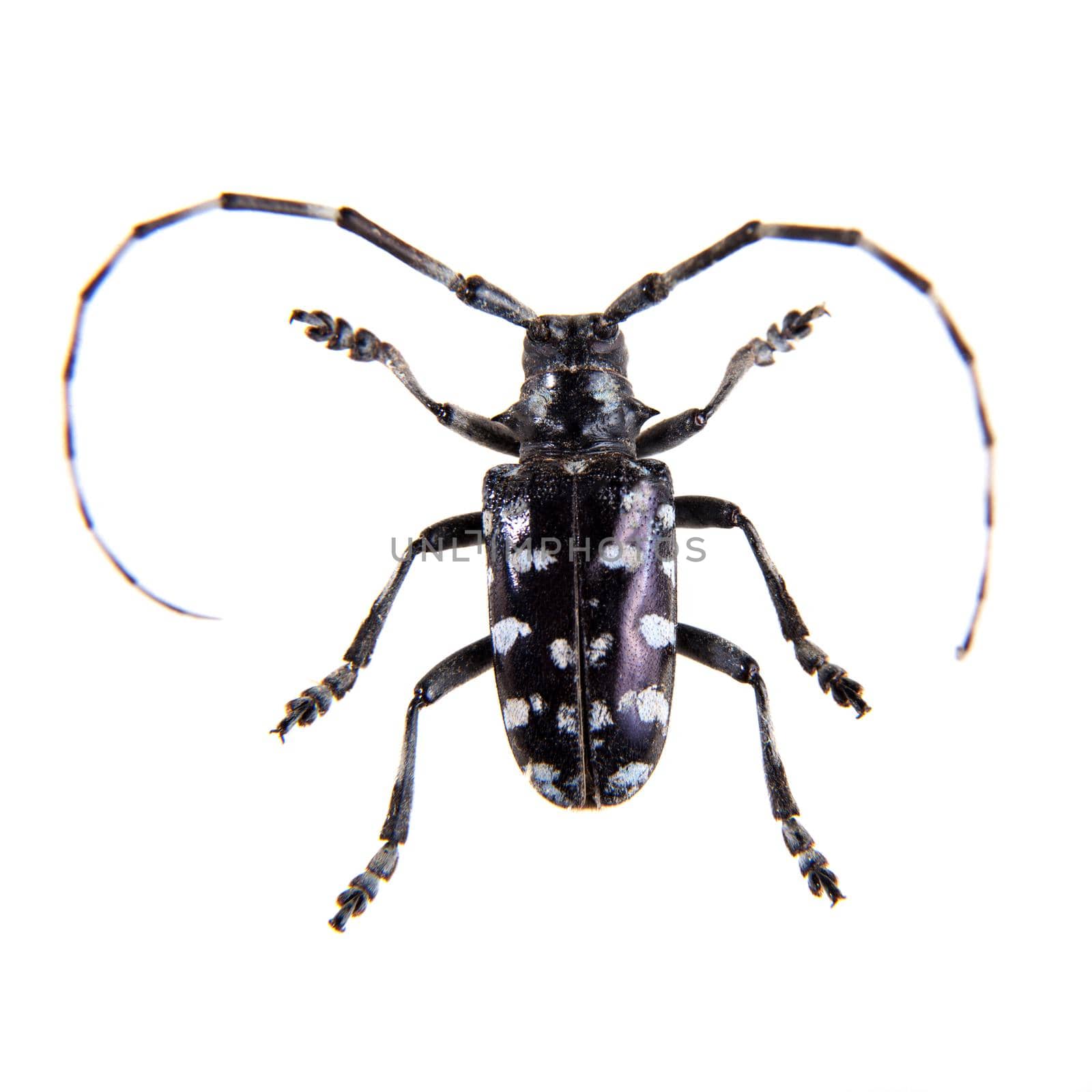 The Pine sawyer beetle on the white background by RosaJay